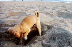 dogs gifs|dog digging gif.